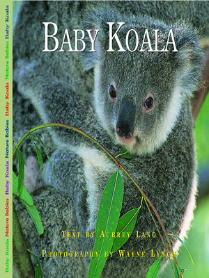 cover image of Baby Koala
